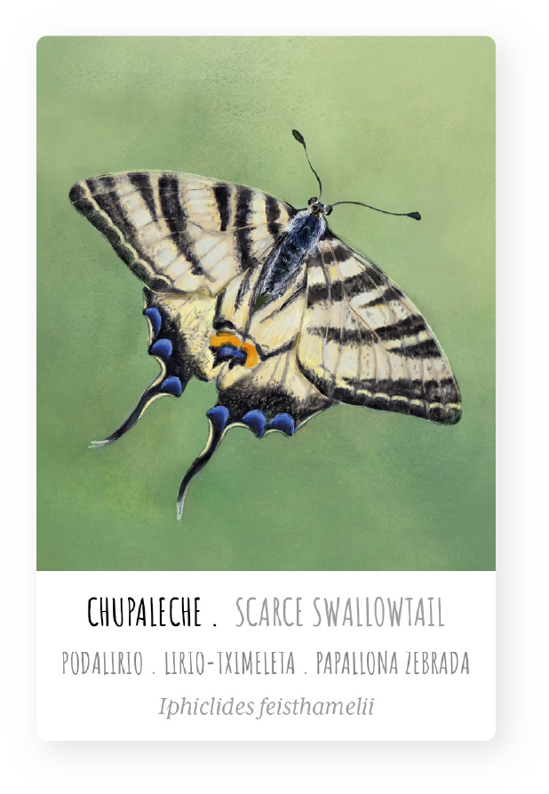 ackung-paso-bosque-ackung-paso-bosque-podalirios