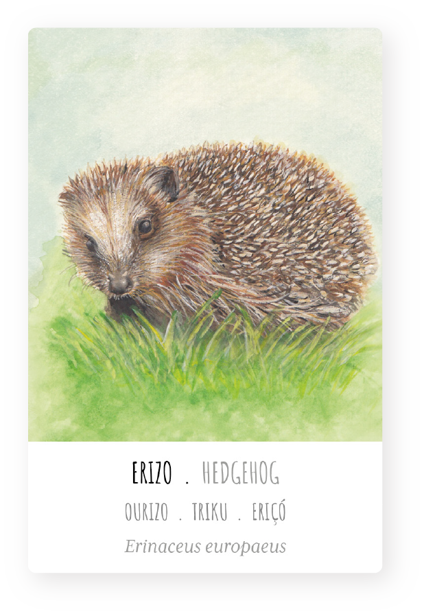 ackung-paso-bosque-erizo