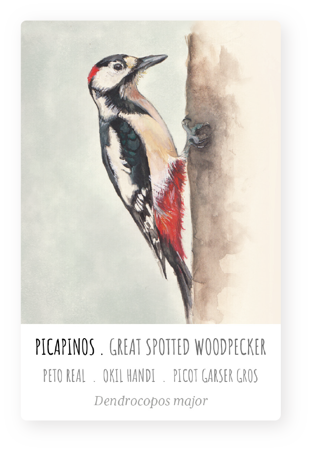 ackung-paso-bosque-picapinos