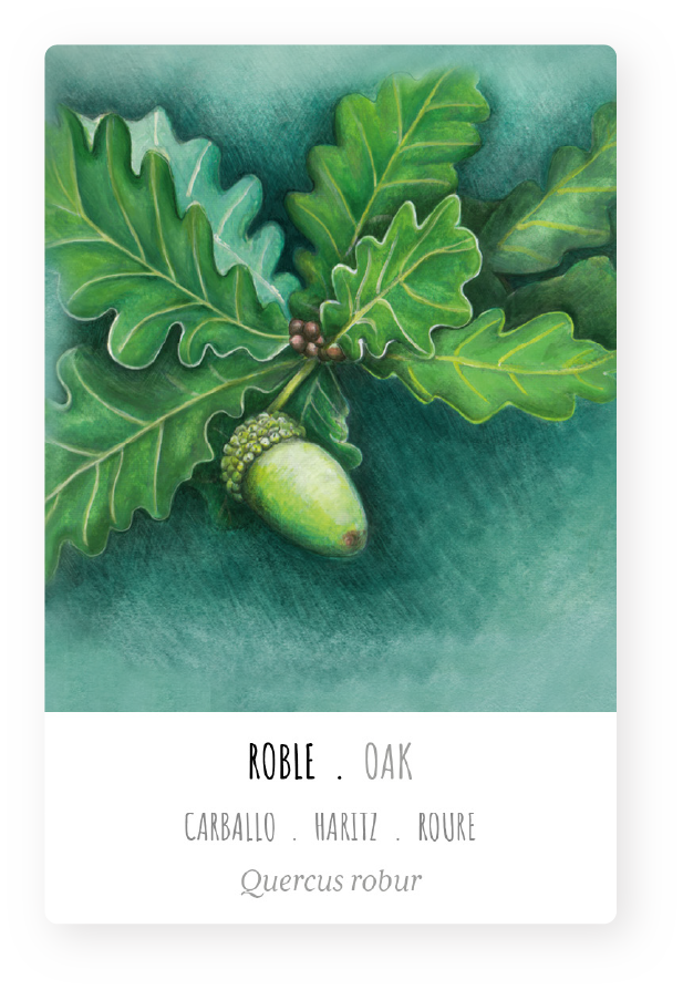 ackung-paso-bosque-roble