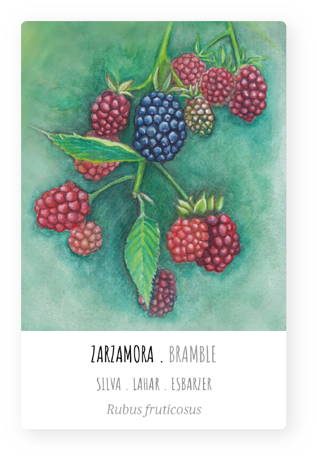 ackung-paso-bosque-zarzamora